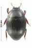 Epierus comptus